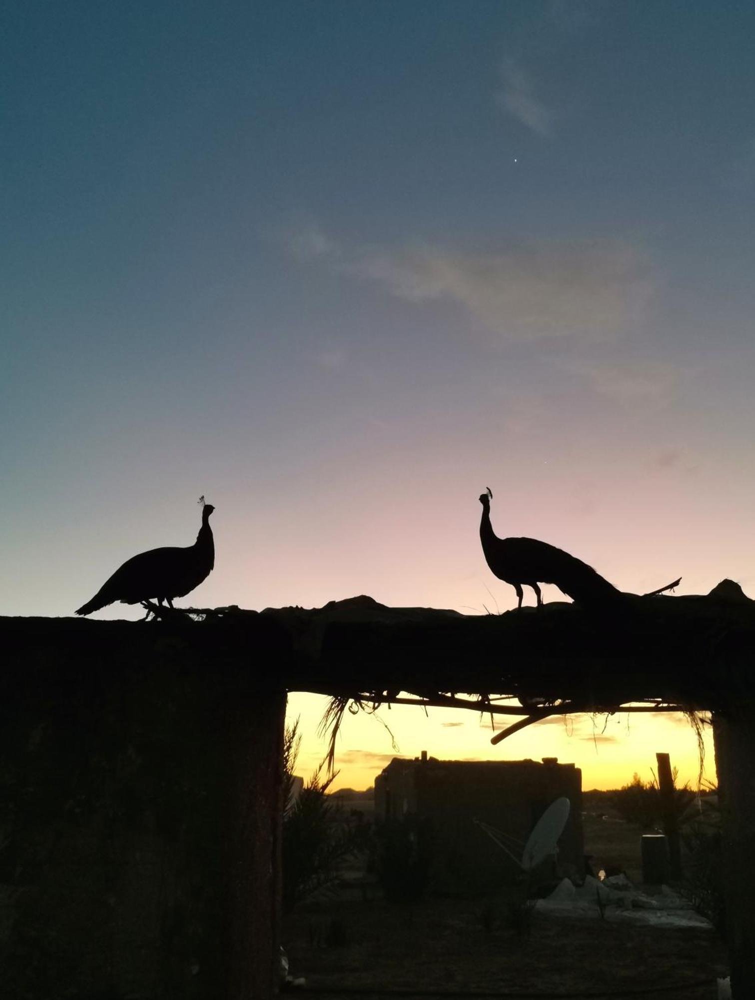 Hotel Jardin Kotori Luxury Camp Merzouga Esterno foto